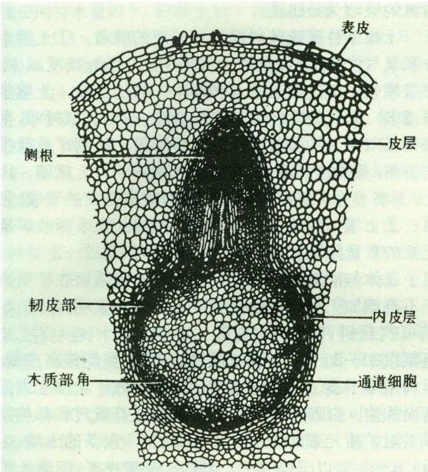 根系内部结构