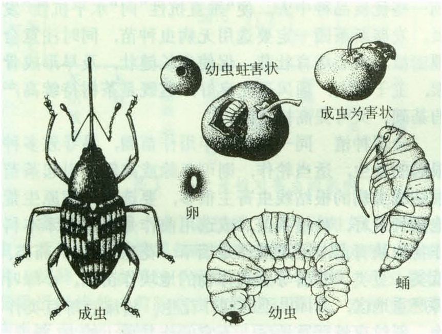 茶籽象虫 智汇三农