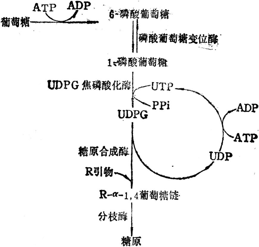 糖原的生物合成