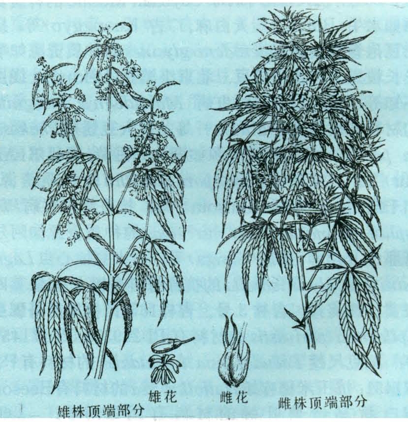 大麻