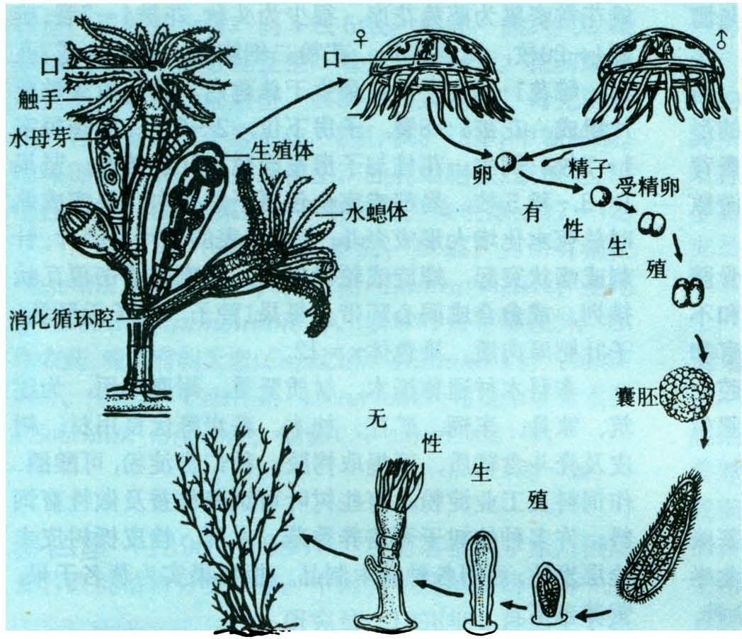 基本形状有水螅型和水母型两种,前者圆筒状,以其基部附于水底或水中