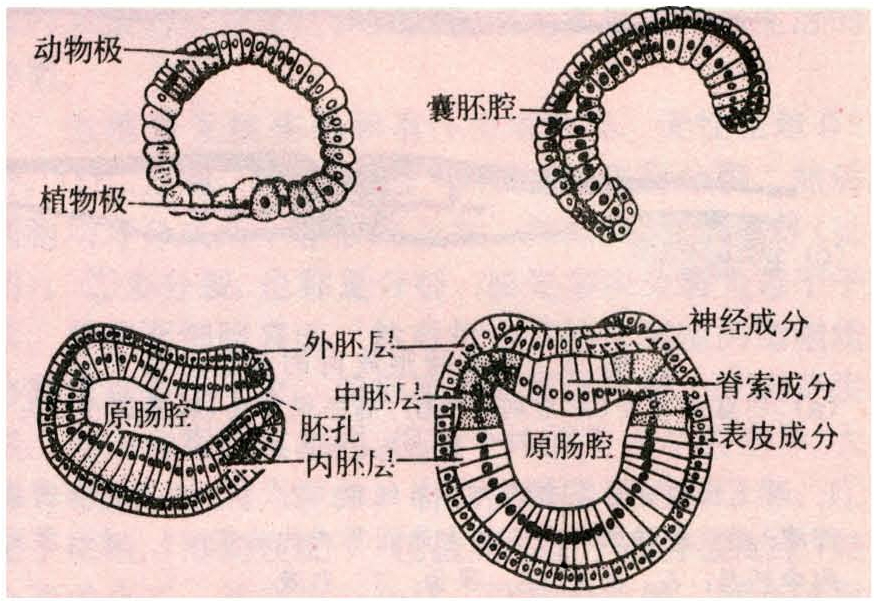 并逐渐内陷,与动物极细胞相贴,形成双层细胞结构的原肠胚,外面一层为