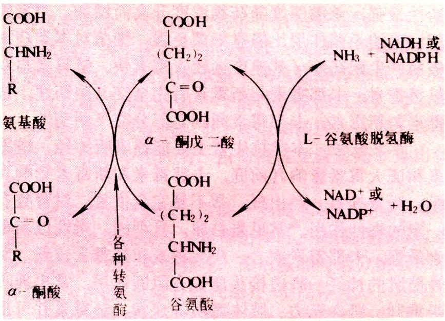 氨基酸分解代谢