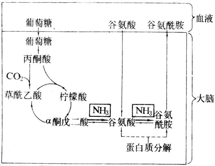 3毫克分子/升即出现氨中毒,因此必须及时与谷氨酸化合形成谷氨酰胺运