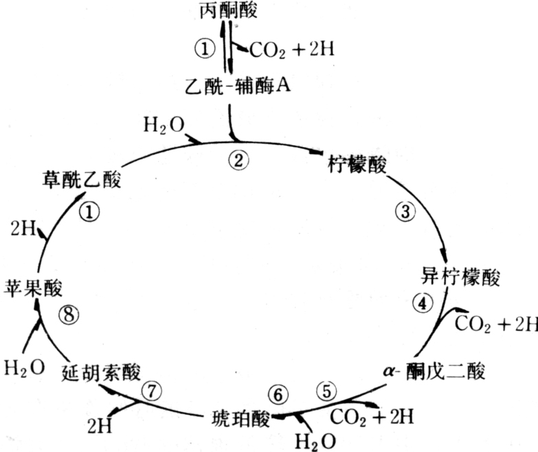 三羧酸循环