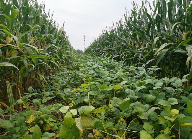 代表们观摩了玉米大豆带状复合种植千亩示范片和配套农机具展示等现场