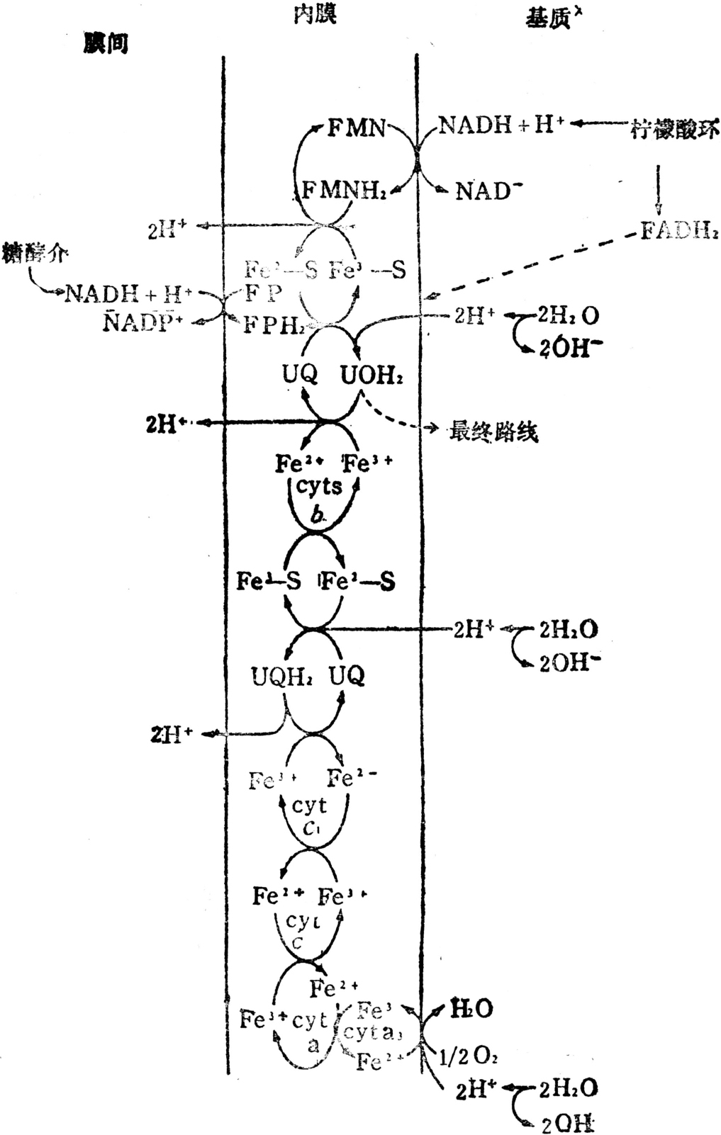 呼吸链如图所示.电子传递按氧化还原电位进行(见表.