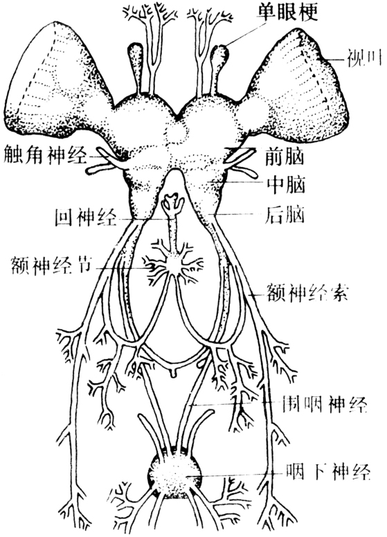 神经系统