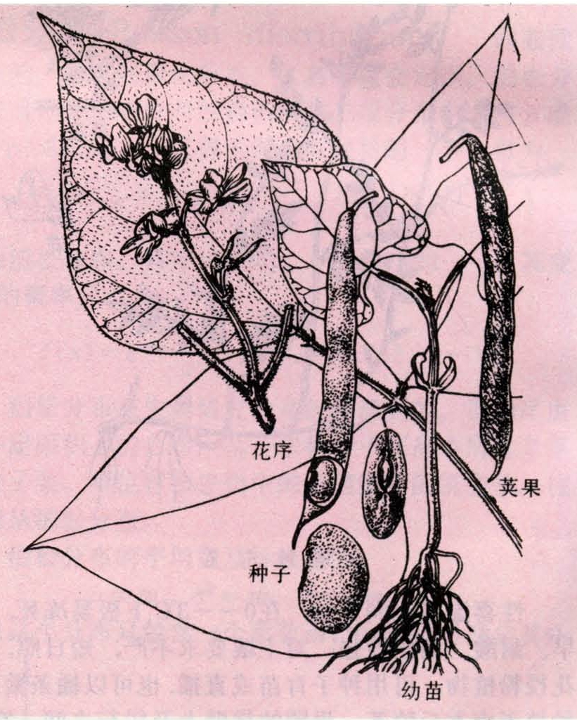 普通菜豆