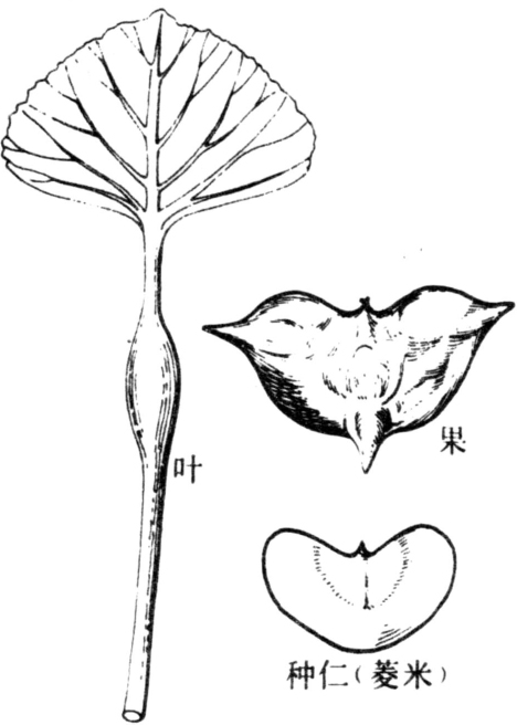 根有兩種:一種著生在胚根和植株基部莖節上,為絃線狀鬚根,伸入土中,是