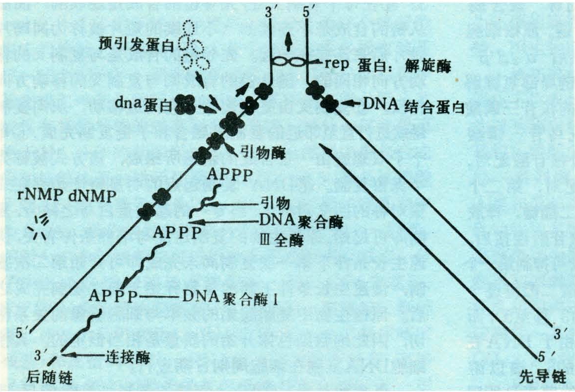 dna解旋酶催化雙螺旋解旋,該過程中分開一對核苷酸需消耗2分子atp