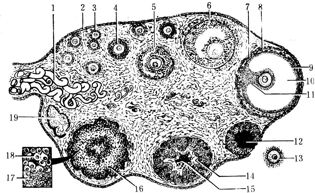 哺乳動物卵巢構造模式圖