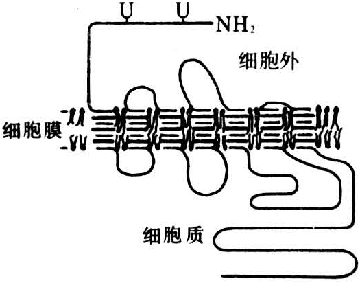 图1 β-肾上腺素能受体分子结构示意图