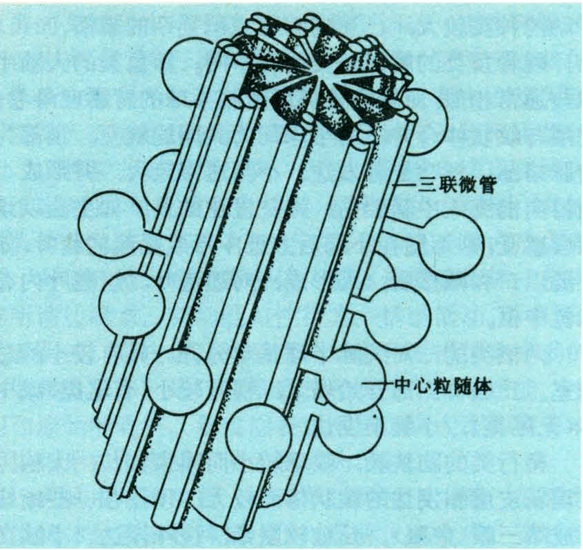 中心体由中心球和1～2个中心粒组成,中心球是分布在中心粒外面的一些