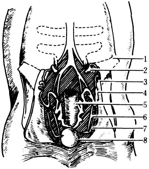 手術部位