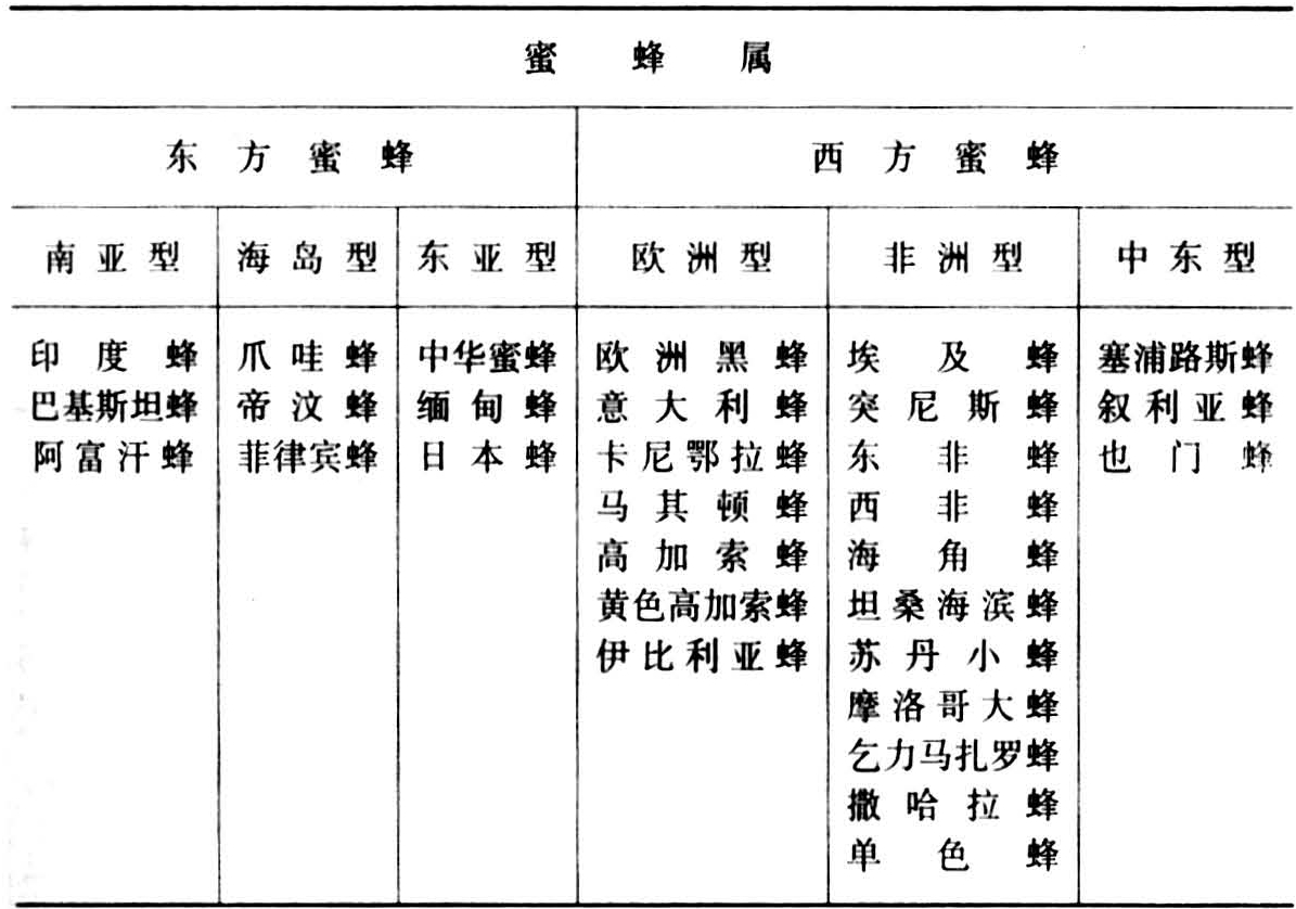 同一品种的蜜蜂具有相同的形态特征和生物学特性,并具有一定的经济