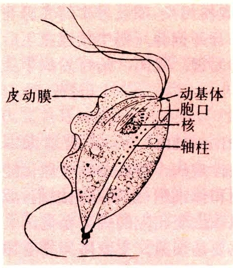 三毛滴蟲〔tritrichomonas foetus(riedmuller,1928)〕為一種鞭毛蟲