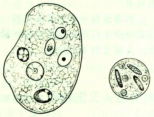 溶組織內阿米巴滋養體和包囊