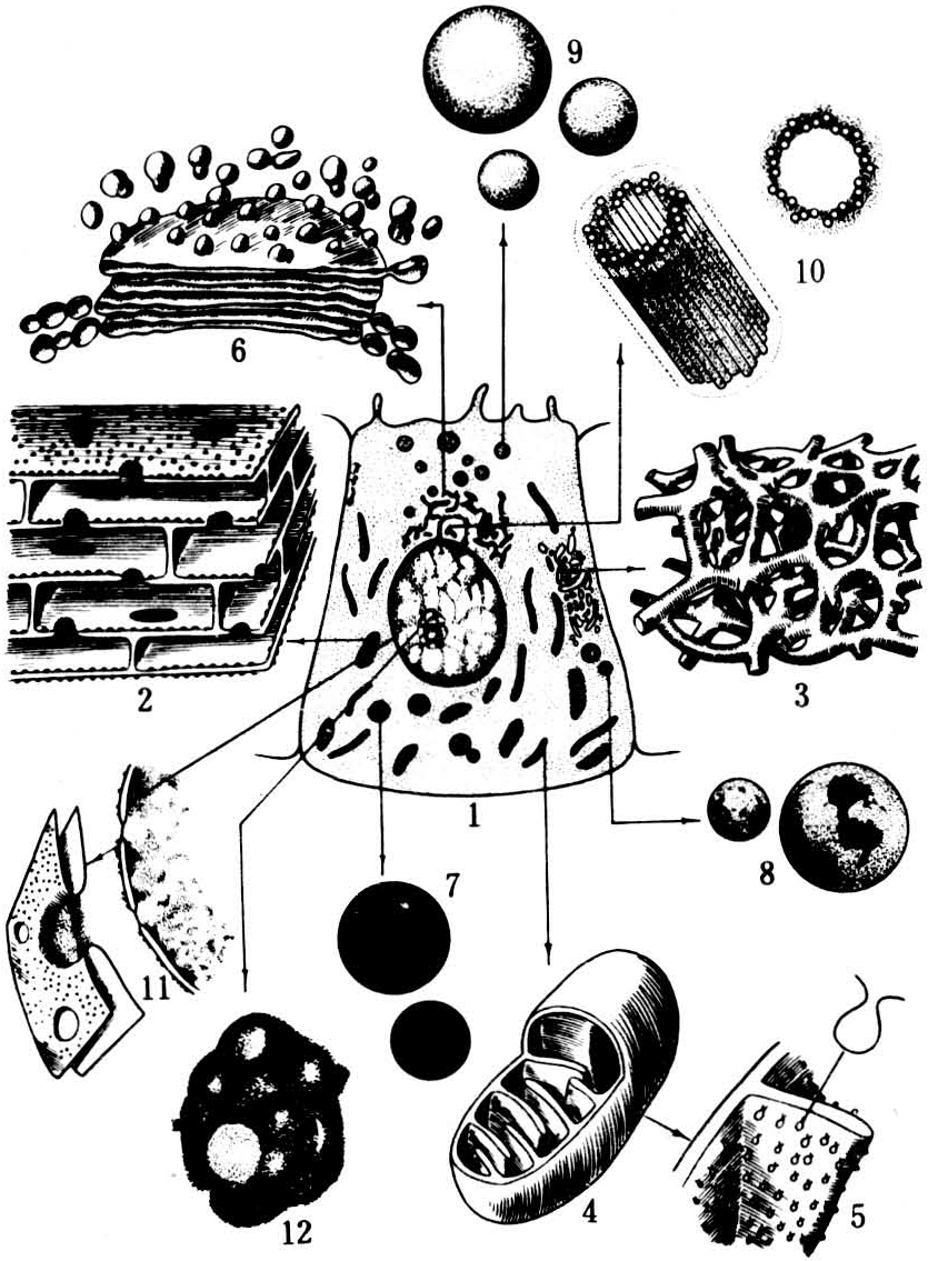 包括內質網,核蛋白體,線粒體,高爾基複合體,中心體,溶酶體,細胞骨架等