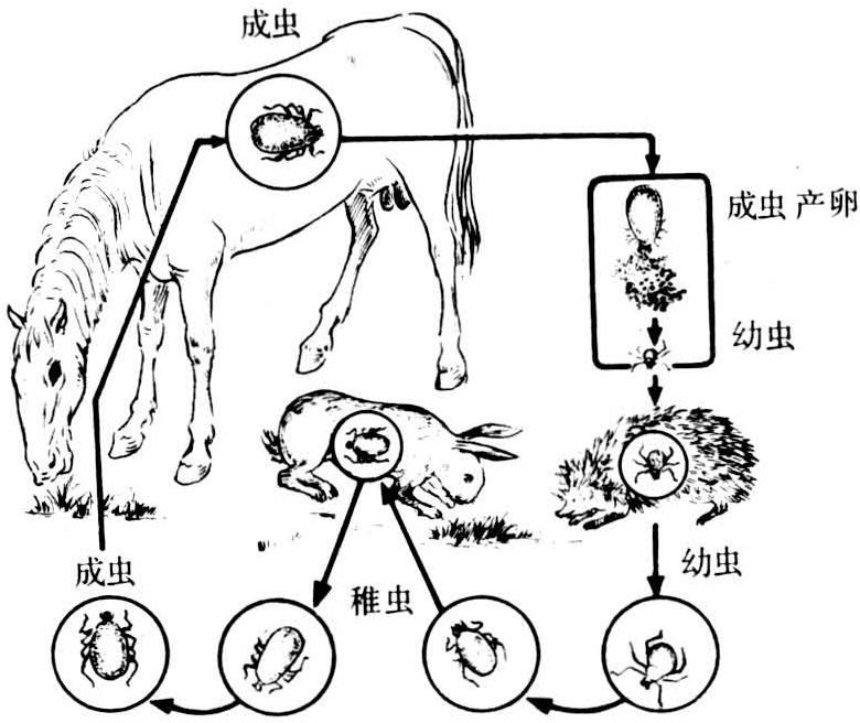 成虫产卵在地面,孵化后幼虫脱出,幼虫即寻找宿主寄生并吸血,饱食后