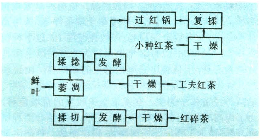 紅茶加工工藝與設備