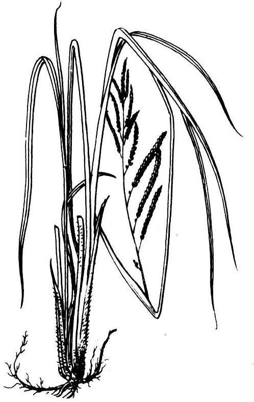 dallis grass,p.dilatatum poir.