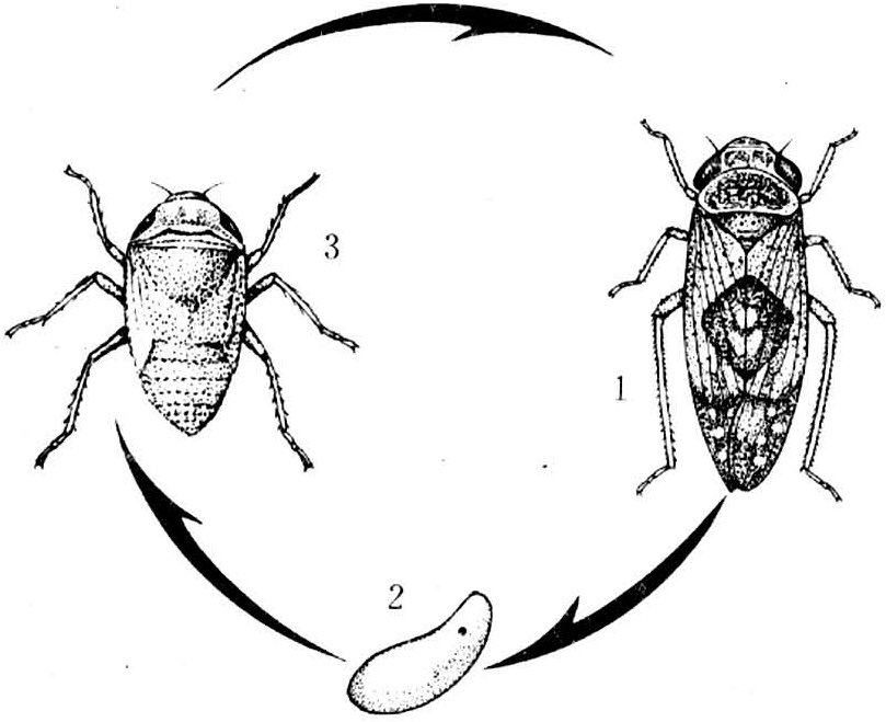 每年4月下旬,6月中旬,7月下旬及9月中旬,各代若蟲孵化後,喜在幼嫩桑葉