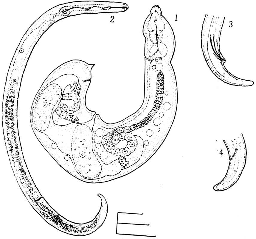 rotylenchulus